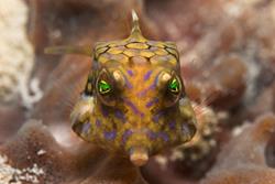 Zanzibar Scuba Diving Holiday. Thornback cowfish.